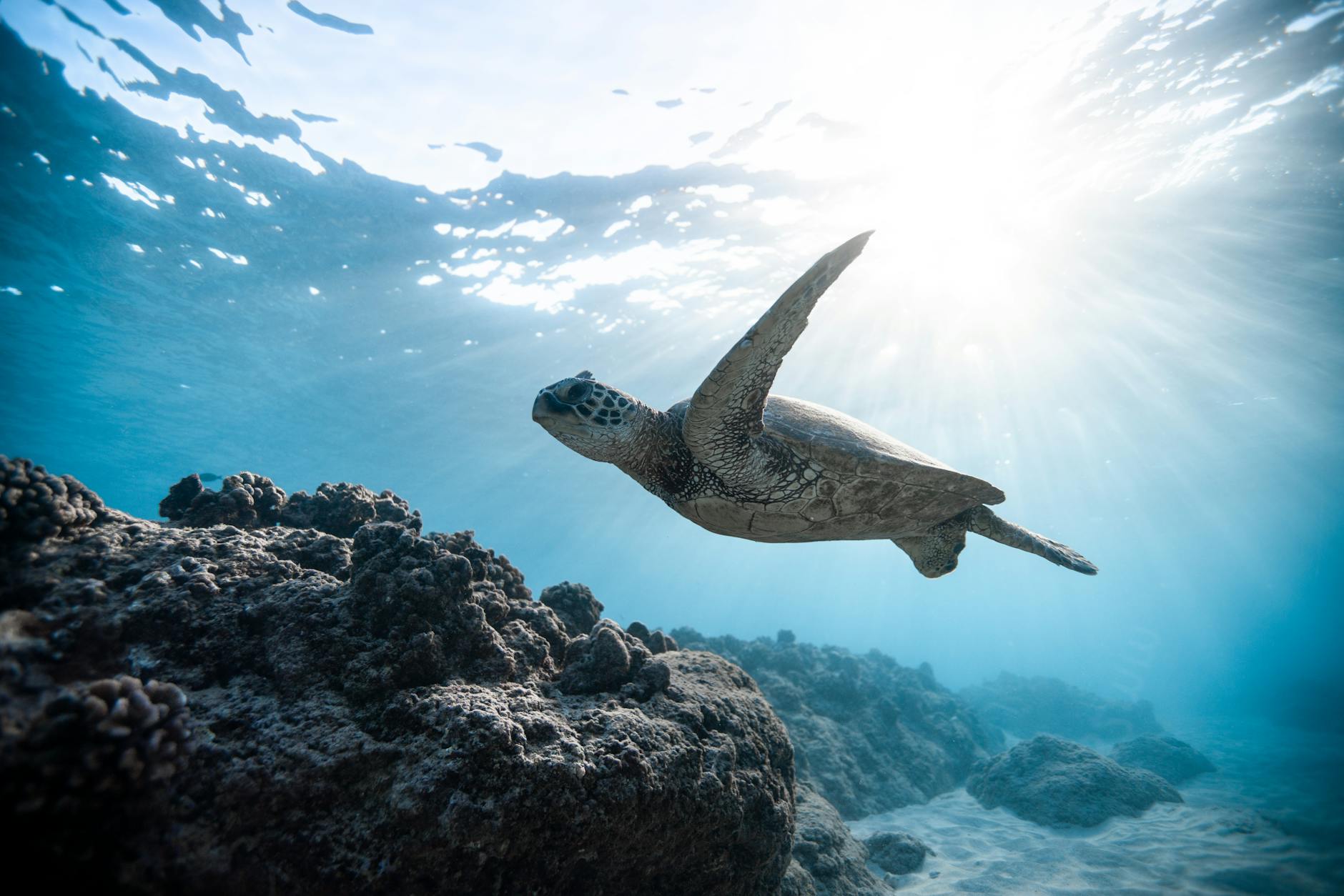 Sea turtle swimming gracefully