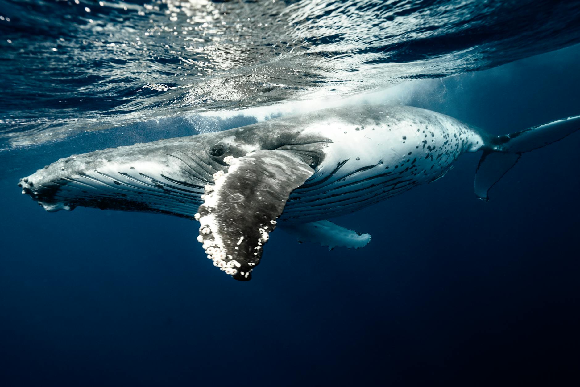 Majestic whale swimming in ocean depths